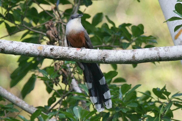 Different colorful species of beautiful birds unique to, endemic to, found only in Jamaica, Chestnut-Bellied Cuckoo (Coccyzus pluvialis)