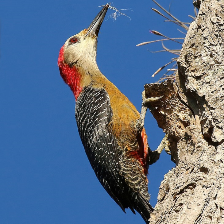 Different colorful species of beautiful birds unique to, endemic to, found only in Jamaica, Jamaican Woodpecker (Melanerpes radiolatus)