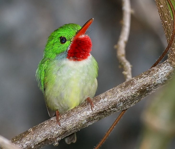 Different colorful species of beautiful birds unique to, endemic to, found only in Jamaica, Jamaican Tody (Todus todus)