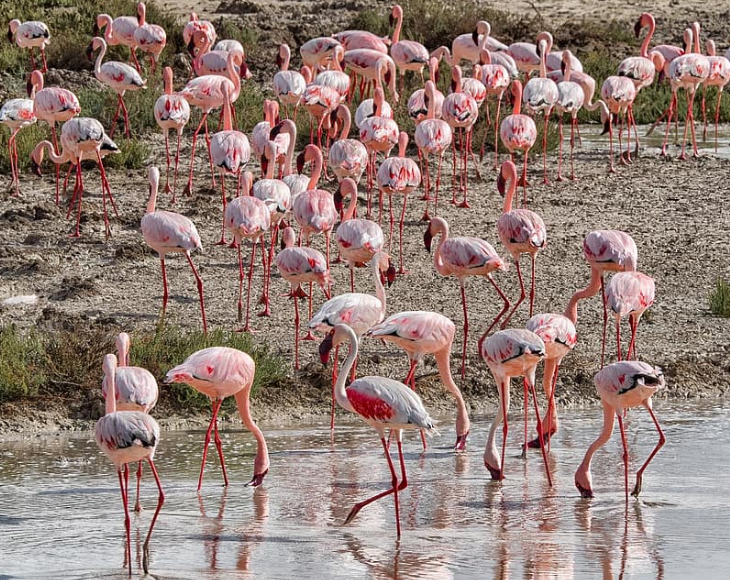 Fascinating and lesser-known facts about flamingos, Flamingos generally travel in flocks consisting of several hundreds of birds