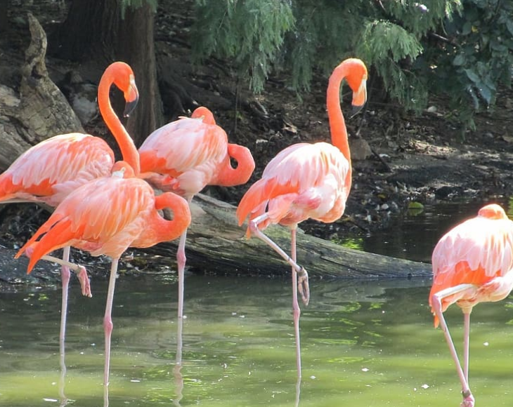 Fascinating and lesser-known facts about flamingos, Though there are many theories, the actual reason why flamingos stand on one foot is not yet known