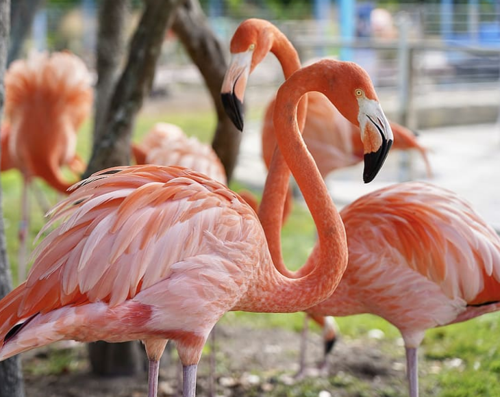 Fascinating and lesser-known facts about flamingos, Flamingos are the national bird of the Bahamas