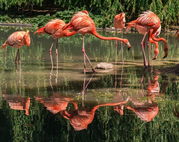 Fascinating and lesser-known facts about flamingos, Flamingos are extremely tall, standing upwards of 4 feet, but weigh only 4 to 8 pounds