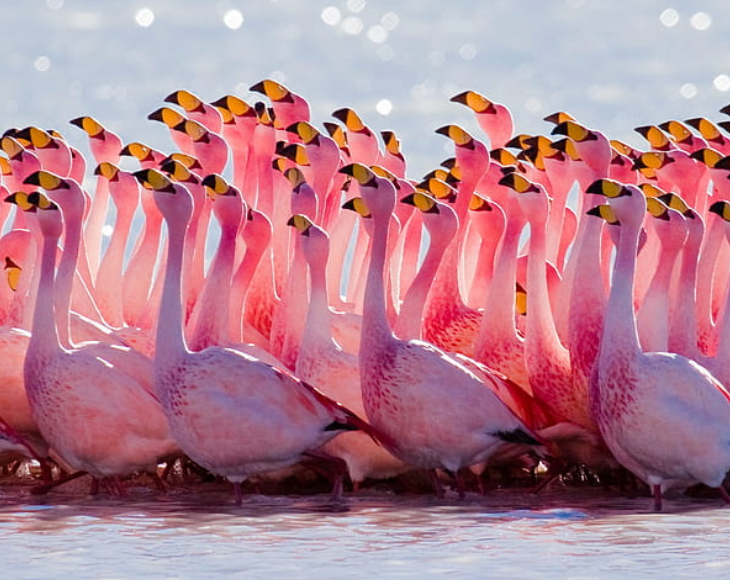 Fascinating and lesser-known facts about flamingos, Flamingo egg yolks can sometimes take on a pinkish hue