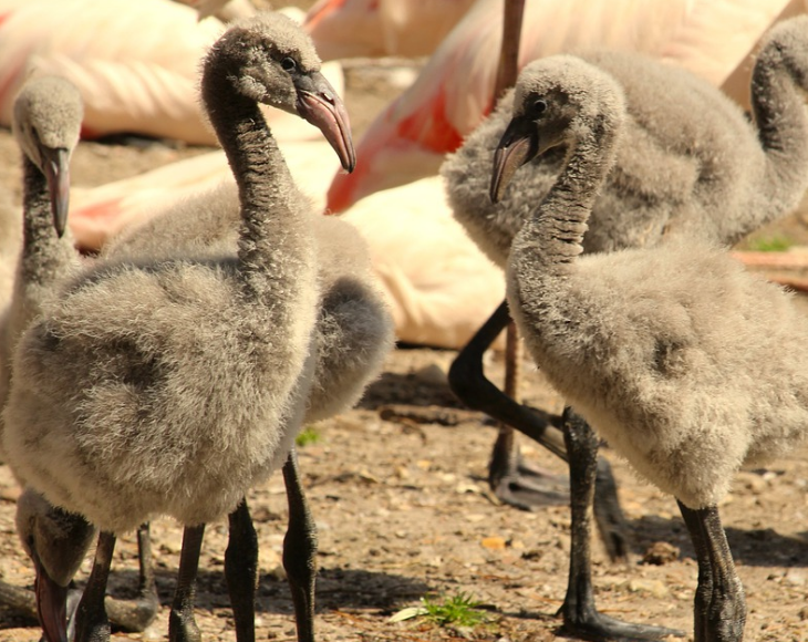 Fascinating and lesser-known facts about flamingos, Flamingo chicks congregate in large numbers called “creches” to stay safe from predators