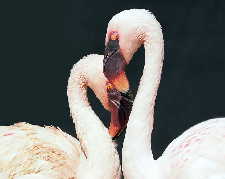 Fascinating and lesser-known facts about flamingos, Both the male and female participate in building the nest and sitting on the egg during incubation