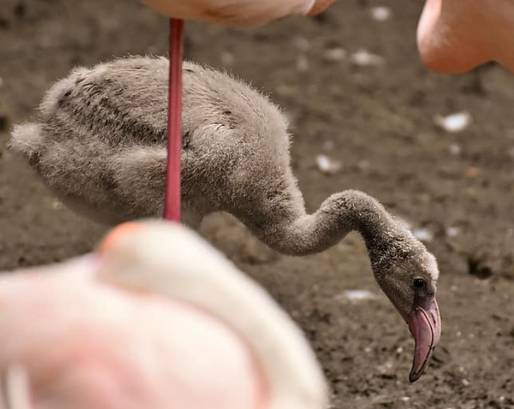 Fascinating and lesser-known facts about flamingos, Young flamingos are born gray and white, with straight beaks that curve over a number of years