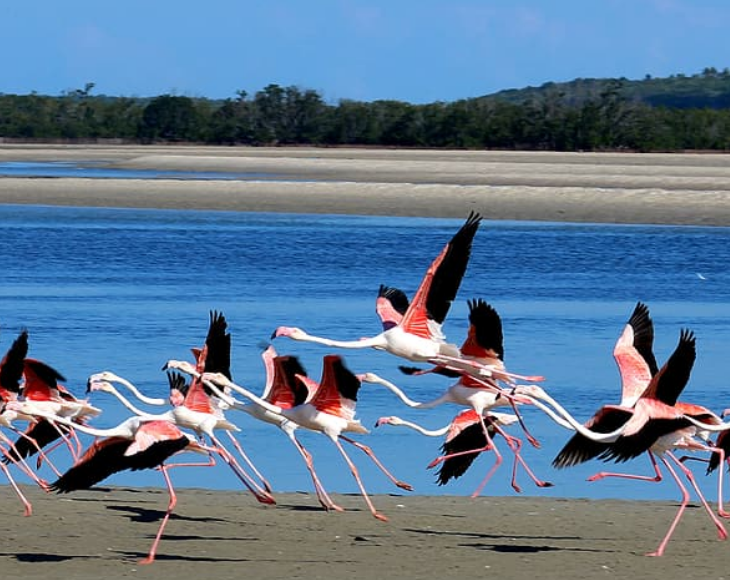 Fascinating and lesser-known facts about flamingos, The flight feathers (found under the wings) of flamingos are black and can only be seen while flying