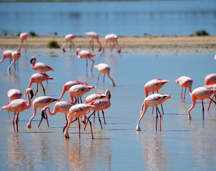 Fascinating and lesser-known facts about flamingos, Flamingos don’t have teeth. They have hairlike structures in their beak that filter prey and silt scooped from water