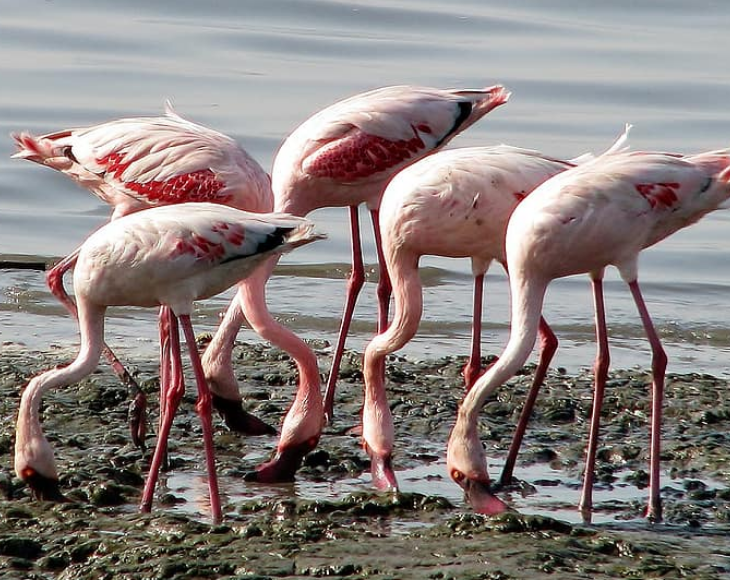 Fascinating and lesser-known facts about flamingos, Flamingos eat upside down. They have curved beaks designed to strain animals out of mud to eat