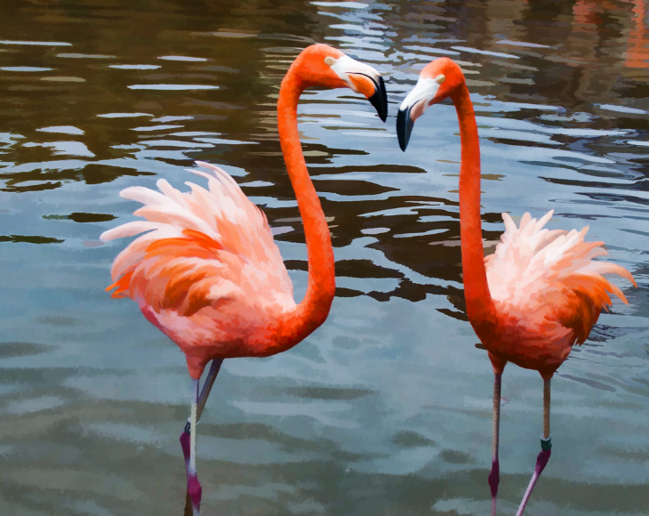 Fascinating and lesser-known facts about flamingos, Flamingos tend to form strong pair bonds. There have been reports of same sex pairs