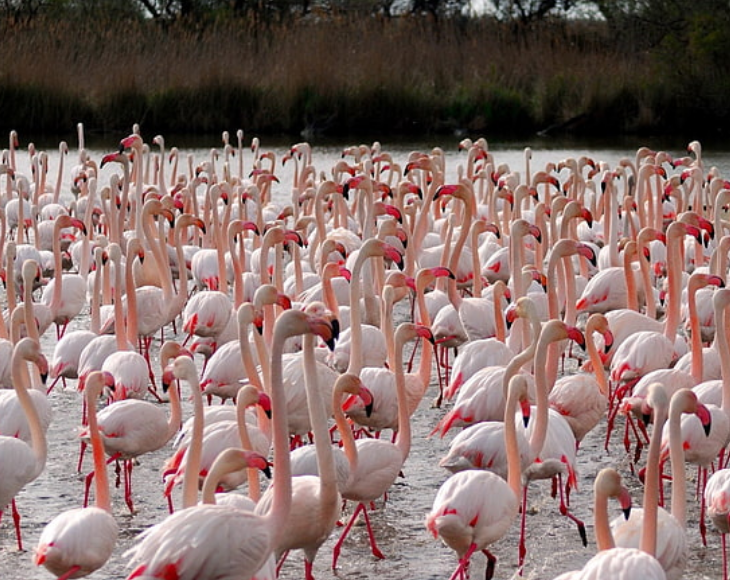 Fascinating and lesser-known facts about flamingos, Pigments in their prey, which is mostly shrimp and plankton, are what give flamingos their pink color