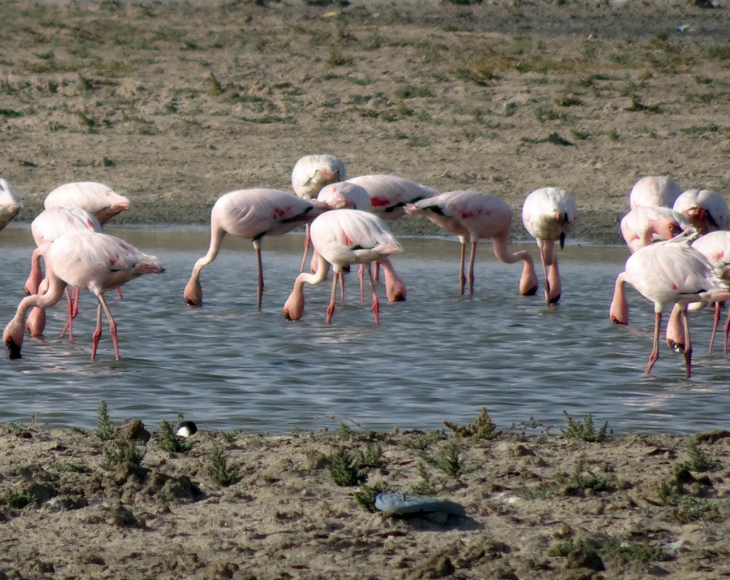 Fascinating and lesser-known facts about flamingos, The Lesser Flamingo (Phoeniconaias minor), the smallest of the six, is the species with the largest population