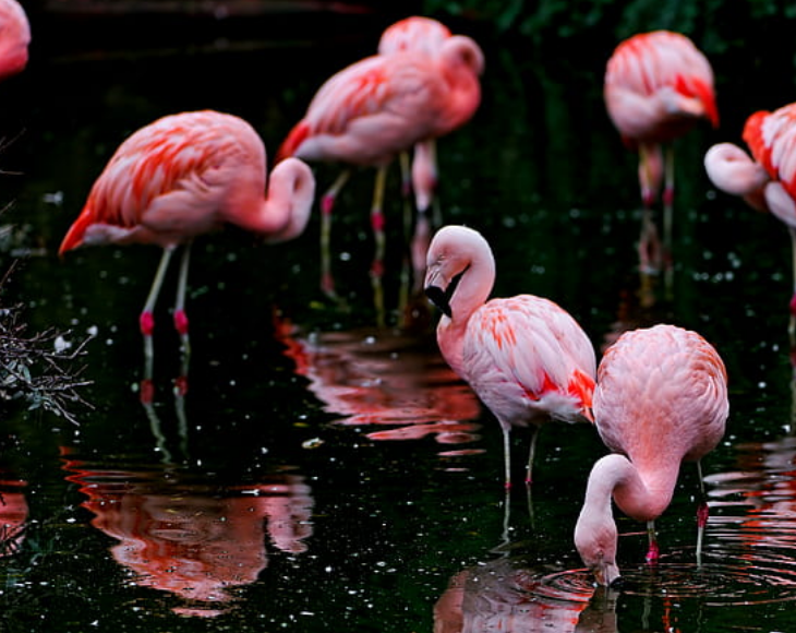 Fascinating and lesser-known facts about flamingos, Ancient Romans used to eat flamingo tongues considering it a culinary delicacy