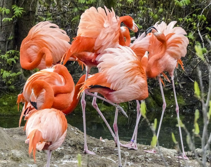 Fascinating and lesser-known facts about flamingos, Because they travel in large flocks, most mating dances, like the Flamingo Flamenco, are performed together