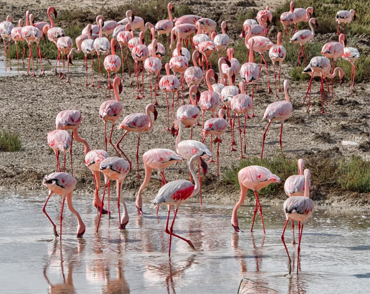 Fascinating and lesser-known facts about flamingos, Andean Miners were known to kill flamingos, believing their fat could cure tuberculosis