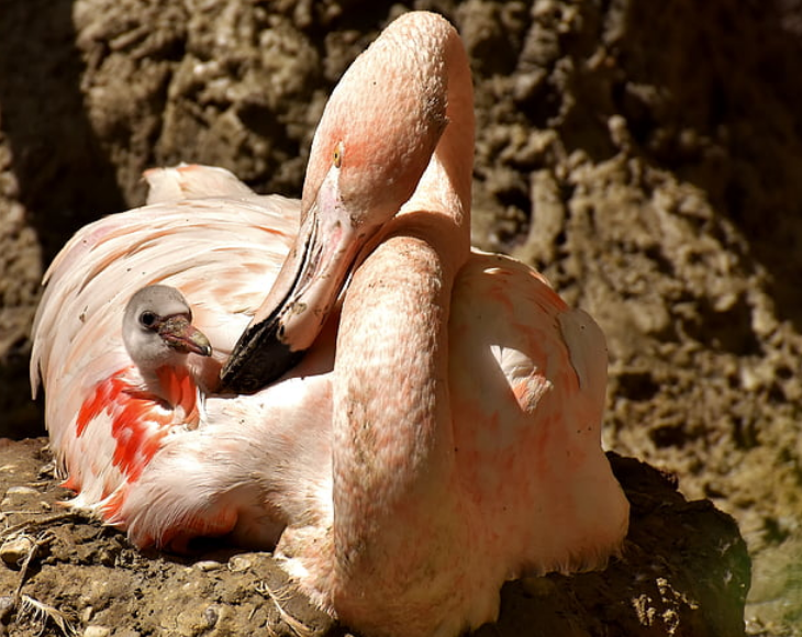 Fascinating and lesser-known facts about flamingos, After hatching, both parents feed the chick “crop milk” a special liquid baby food produced in their throats