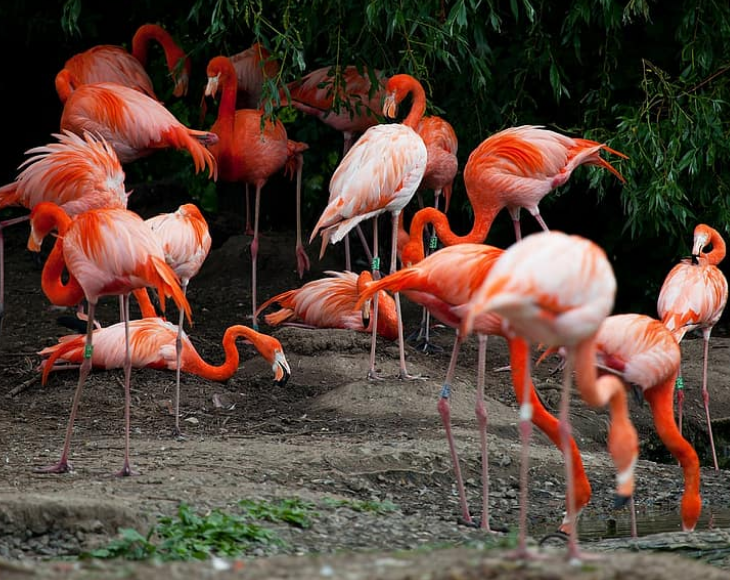 Fascinating and lesser-known facts about flamingos, There are only 6 species of flamingos. They are so similar that can only be distinguished by experts