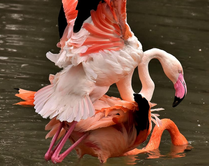 Fascinating and lesser-known facts about flamingos, Mating flamingos protect their nests not only from predators but also other flamingos, as many steal built nests