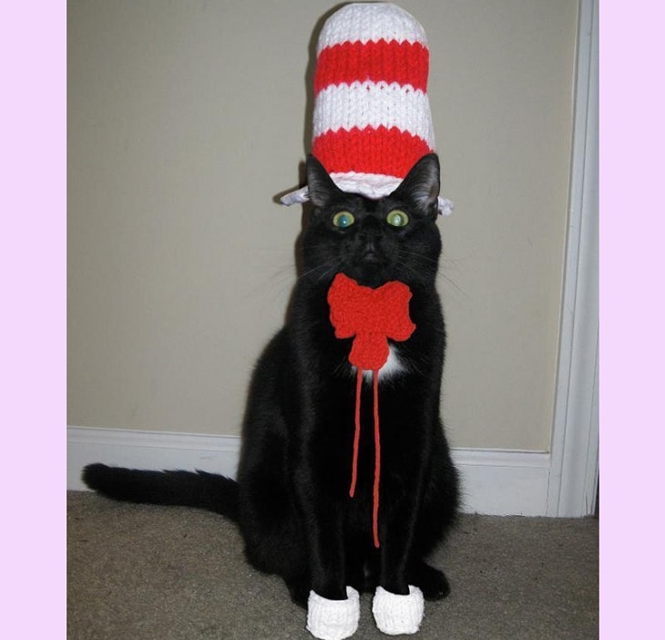 Cats dressed in costumes that are equally elegant, adorable and funny