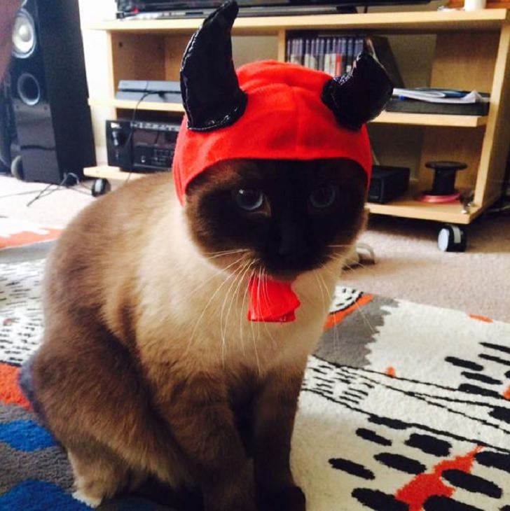 Cats dressed in costumes that are equally elegant, adorable and funny