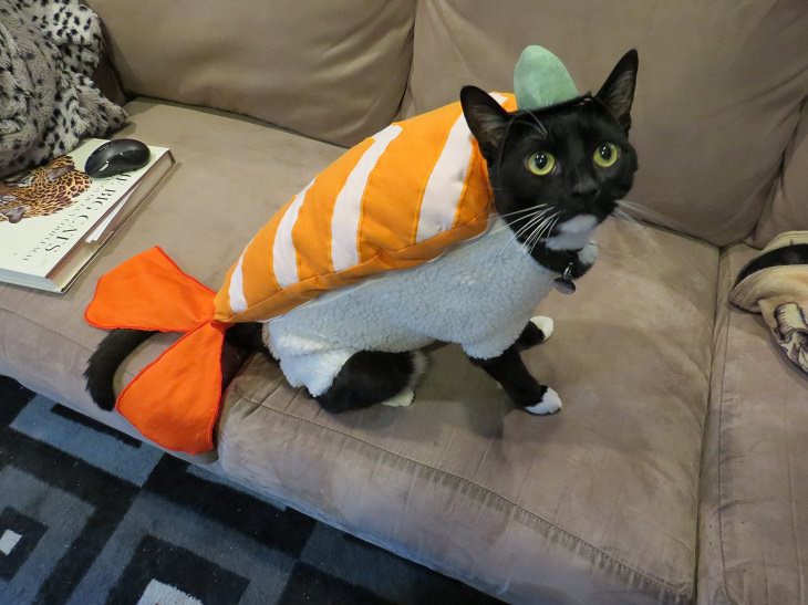 Cats dressed in costumes that are equally elegant, adorable and funny