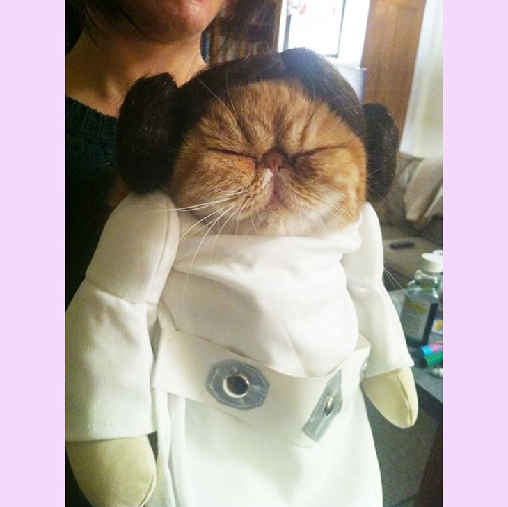 Cats dressed in costumes that are equally elegant, adorable and funny