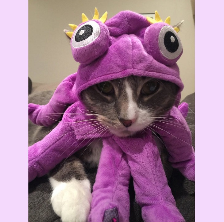 Proof Cats Are Cool Even in Costumes