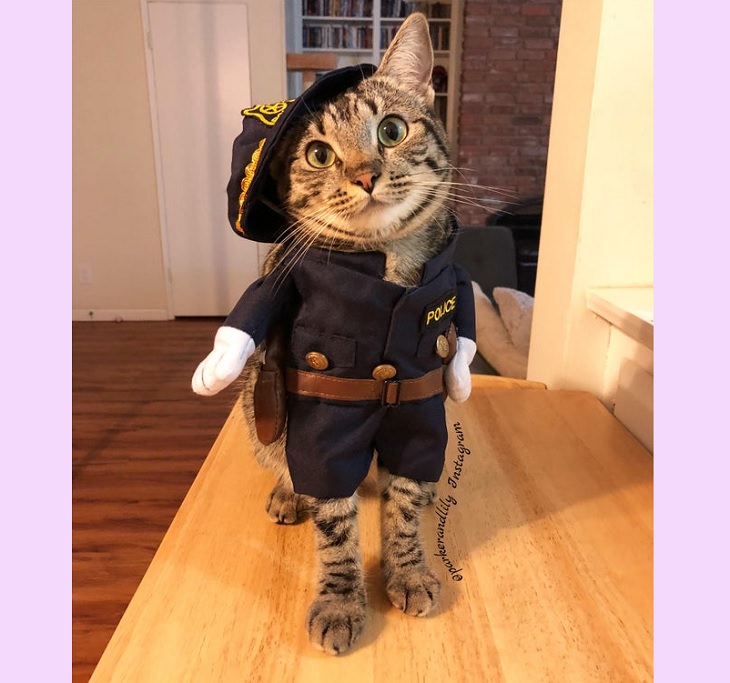 Cats dressed in costumes that are equally elegant, adorable and funny