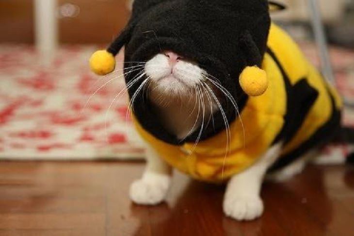 Cats dressed in costumes that are equally elegant, adorable and funny