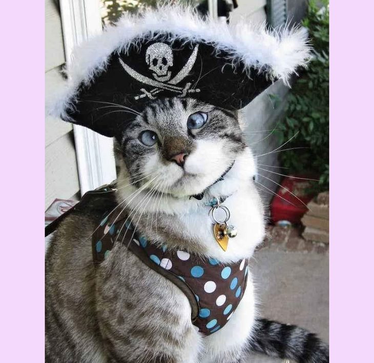 Cats dressed in costumes that are equally elegant, adorable and funny