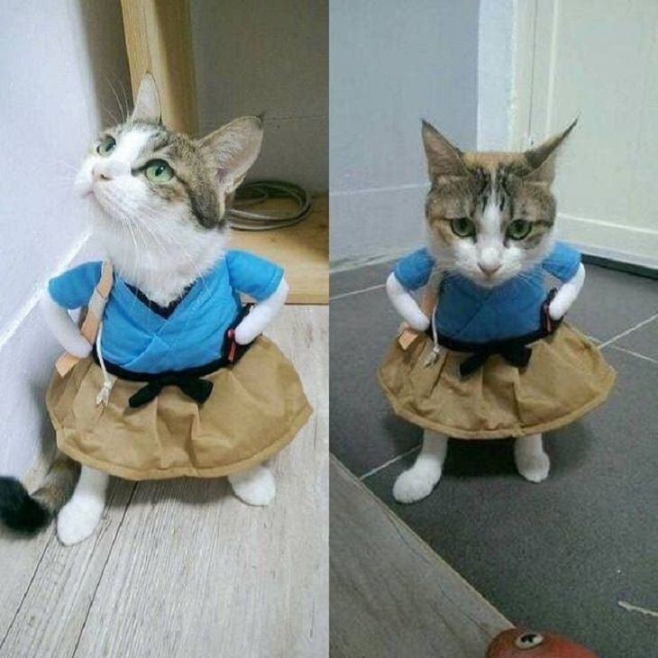 Cats dressed in costumes that are equally elegant, adorable and funny