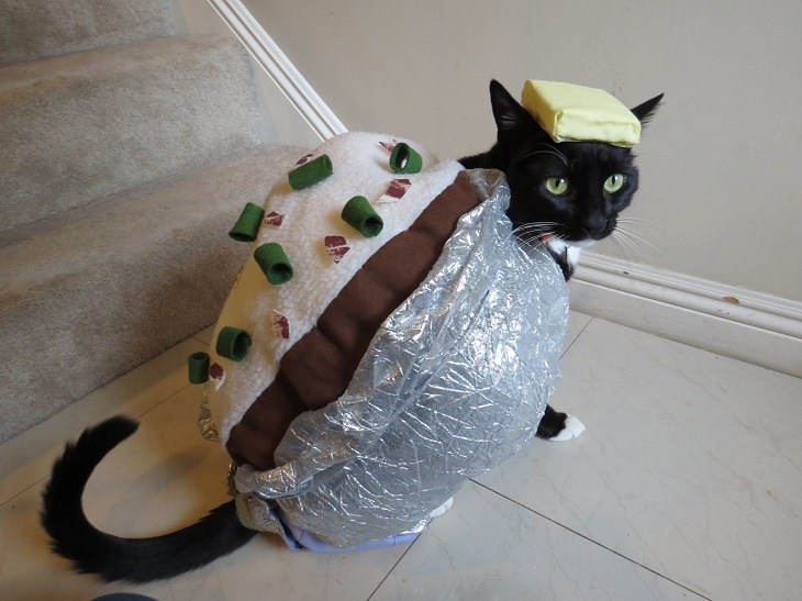 Cats dressed in costumes that are equally elegant, adorable and funny