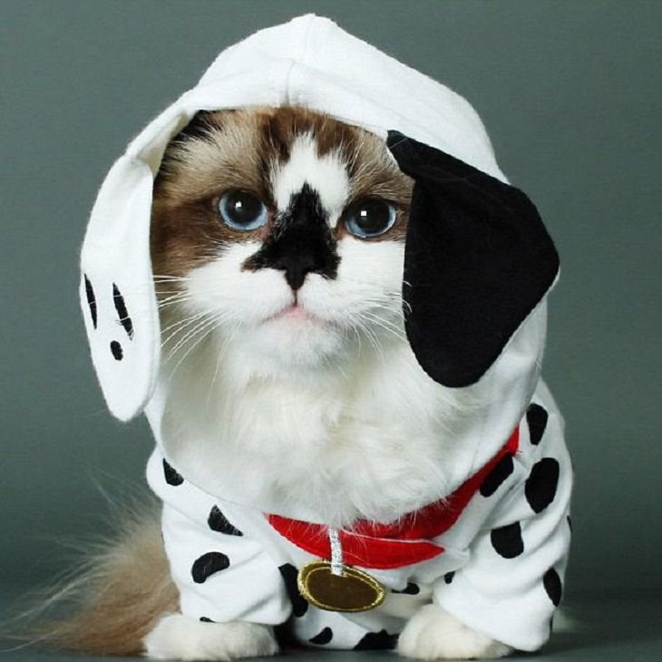 Cats dressed in costumes that are equally elegant, adorable and funny