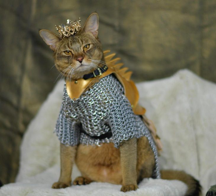 Cats dressed in costumes that are equally elegant, adorable and funny