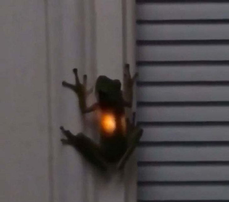 Cool mistaken experiments and events that show accidental science can be beautiful, What happens when a frog has fireflies for dinner