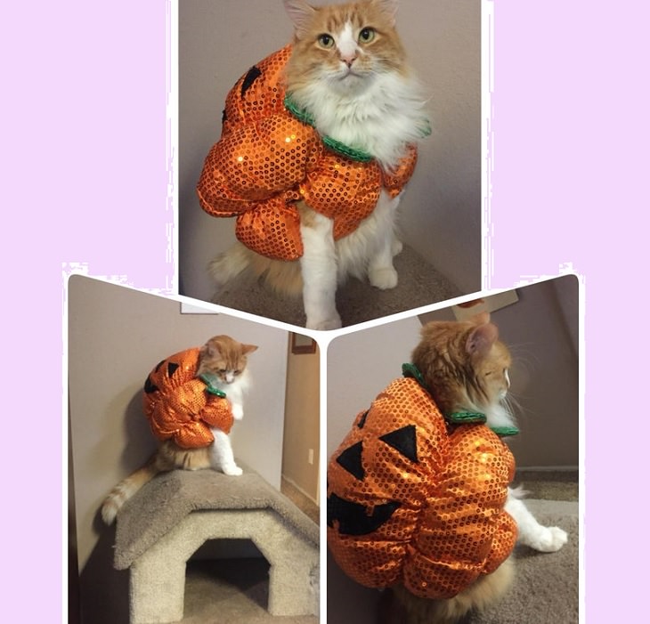 Cats dressed in costumes that are equally elegant, adorable and funny