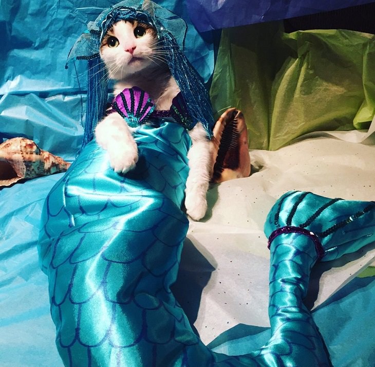 Cats dressed in costumes that are equally elegant, adorable and funny