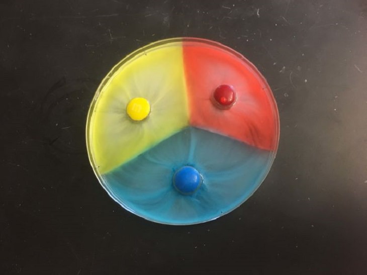 Cool mistaken experiments and events that show accidental science can be beautiful, What happens when you put M & Ms in a dish of water