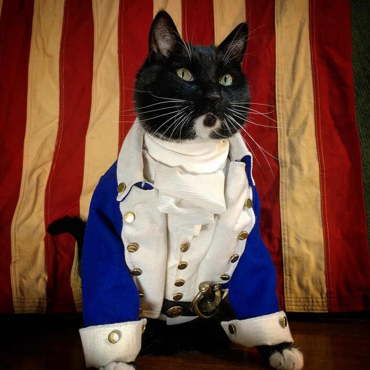 Cats dressed in costumes that are equally elegant, adorable and funny