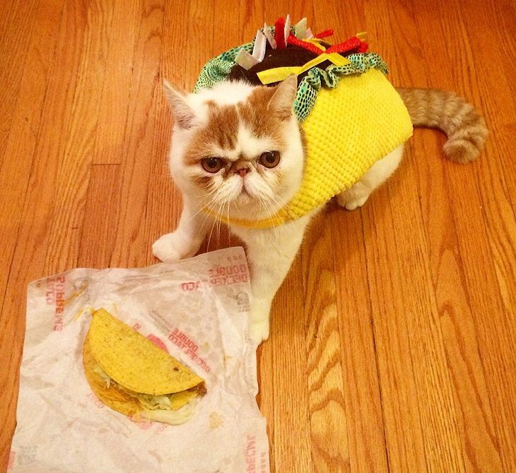 Cats dressed in costumes that are equally elegant, adorable and funny