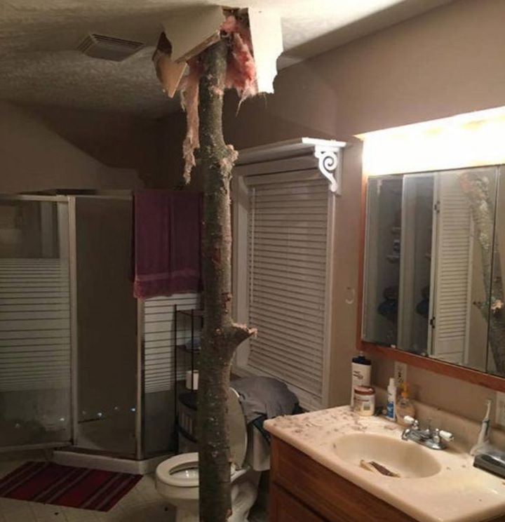Photos showing the power and aftermath of natural disasters, bathroom with large tree trunk lodged through the ceiling