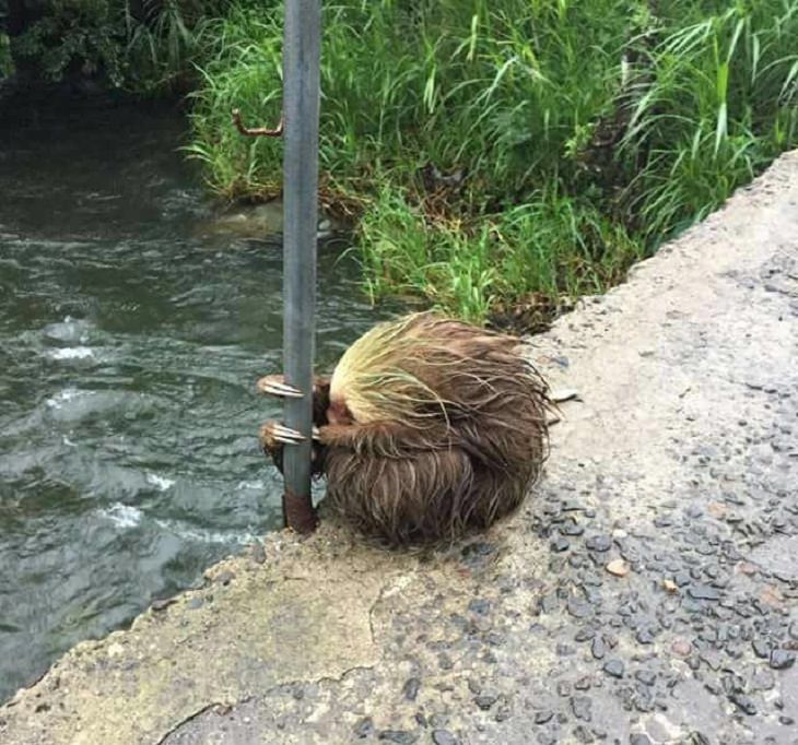 Los Desastres Naturales Captados En Estas Fotografías Un perezoso aterrorizado en Costa Rica se aferra a un poste después del golpe del huracán Otto