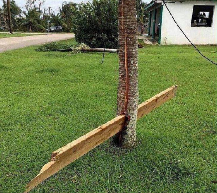 Photos showing the power and aftermath of natural disasters, tree split in the middle by plank of wood lodged in its center after a hurricane