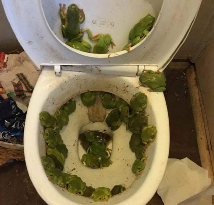 Photos showing the power and aftermath of natural disasters, bathroom full of green frogs after a flood