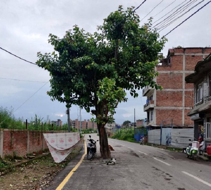 More hilarious construction fails and planning mistakes and errors, tree in the middle of a road