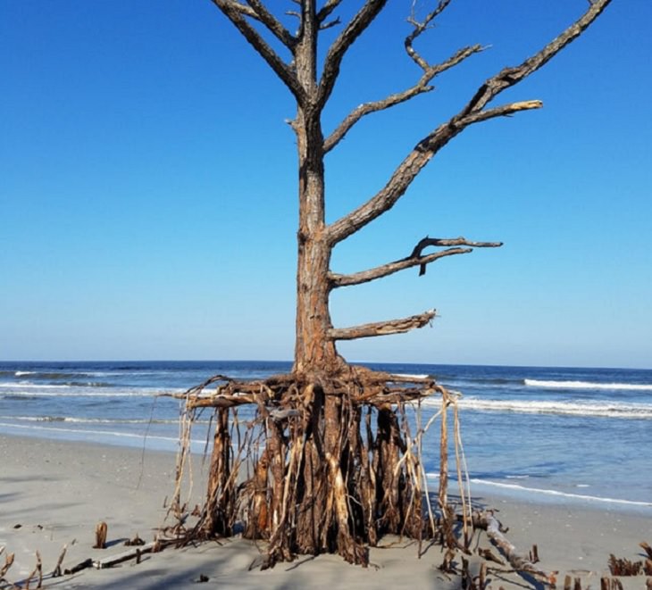 Photos showing the power and aftermath of natural disasters, dune in which pine tree was growing in Talbot Island State Park, Nassau county, Florida, eroded away by Hurricane Irma
