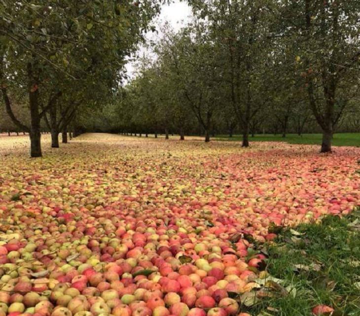 Photos showing the power and aftermath of natural disasters, orchard in Ireland filled with apples after Hurricane Ophelia