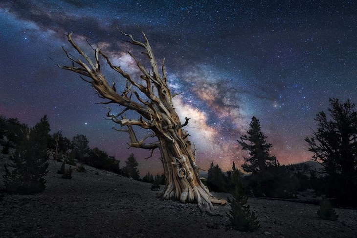 Astronomy photographs of the night sky and nightscapes by Marcin Zajac, Reaching for the stars, gnarled ancient bristlecone pine tree leans towards the stars in the White Mountains of Eastern California