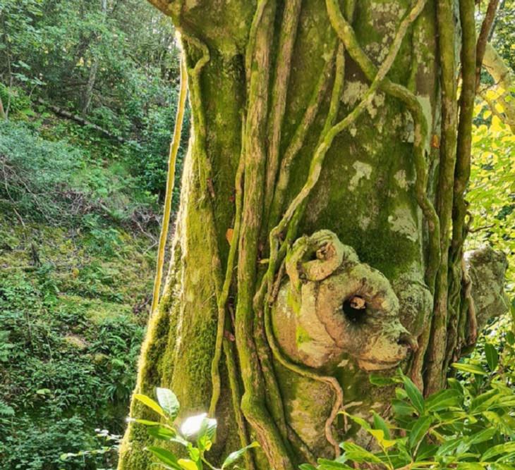 Everyday items with unexpected faces that, once seen, can never be unseen, bear cub growing out of a tree